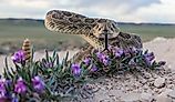 Closeup of a Prairie Rattlesnake.