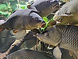A closeup of common carp (cyprimus carpio carpio) Credit: Wirestock Creators via Shutterstock