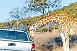 Fossil Rim Wildlife Center, a wildlife park in Somervell County, Texas, USA.