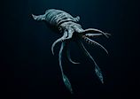 A giant squid illustration.