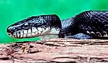 Close-up of a Black Rat Snake (Elaphe obsolete). 