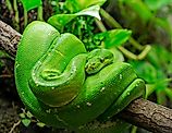 Green tree python (Morelia viridis)