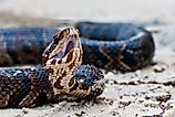The Cottonmouth snake.