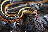 A beautiful Eastern gartersnake.