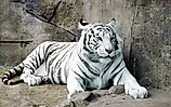 A white tiger lying on a rock.