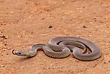 A mulga snake (Pseudechis australis)