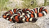 California Mountain Kingsnake, Lampropeltis zonata (multicincta), in its rocky mountain habitat.