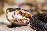 Extreme close-up image of cottonmouth snake (Agkistrodon piscivorus).