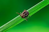 tick on grass