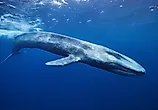 The Blue Whale is the largest seen whale off the coast of the US. Credit: Ajit S N/ Shutterstock.com