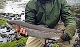 fly fisherman holding a steelhead trout