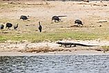 A large Nile monitor walking on a sandy river bank while Helmeted guinea fowls are eating in the background in Chobe National Park, Botswana