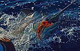 Big marlin catch