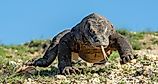 A wild Komodo dragon (Varanus komodoensis) in Indonesia. (Credit: Sergey Uryadnikov via Shutterstock)