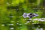 American alligators are abundant in Alabama