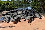 Gatorland Florida alligators wait for feeding experience. Image credit: Bryan Dearsley 