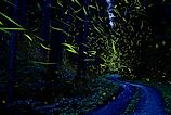 Fireflies light up a forest in Japan.