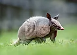 An armadillo