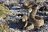 A prairie rattlesnake in striking position.