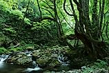 Japan has its own unique ecoregions due to the relative isolation of the country from mainland Asia.