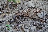 Adult copperhead and young