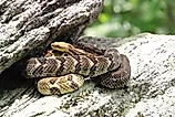 Timber rattlesnakes basking on a rock ledge.