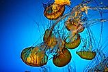 group of jellyfish floating in a large water tank, which is part of the Shedd Aquarium in Chicago. 