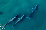 Gray whales migration. 
