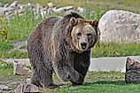 Grizzly Bear Walking. 
