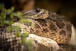 A closeup shot of Western diamondback rattlesnake (Crotalus atrox).