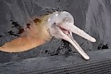 An Amazon river dolphin (Inia geoffrensis)