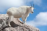 Male Mountain Goat standing high up on the mountain, against blue sky