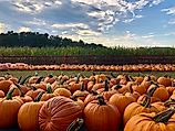 A rather large pumpkin patch. Via Shutterstock / photocyclopedia