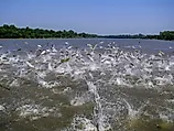 Flying Asian carp massively jump out of the water. 