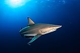 Blacktips are responsible for more shark bites in Florida than any other species.