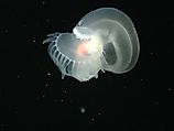 The recently discovered Bathydevius caudactylus, a sea slug, or nudibranch. NOAA Photo Library: expl0806, CC By 2.0, https://creativecommons.org/licenses/by/2.0/deed.en