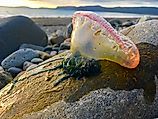 A Portugues man o' war on the beach in Florida.