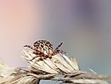 American Dog Tick (Dermacentor variabilis)​