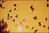 Birds take flight near Chokoloskee, Florida.