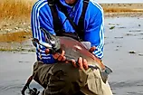 Kokanee Salmon caught in the US