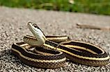 Eastern Ribbon snake posing on road with head up.