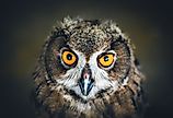 Close up face of a Eurasian Eagle Owl.