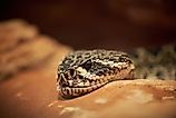 The eastern diamondback rattlesnake. 