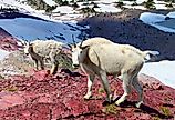Mountain Goats (Oreamnos americanus) at Sperry Glacier in Glacier National Park. 