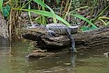 American Alligator in Honey Island Swamp 