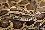 Burmese Python (Credit: dwi putra stock via Shutterstock)