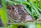 Spectacled caiman (Caiman crocodilus). 