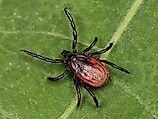 Western black-legged tick (Ixodes pacificus)