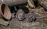 Close-up of rat family by a tree trunk