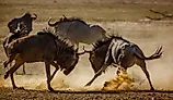 Two Blue wildebeest dueling in sand dry land in Kgalagadi transfrontier park.